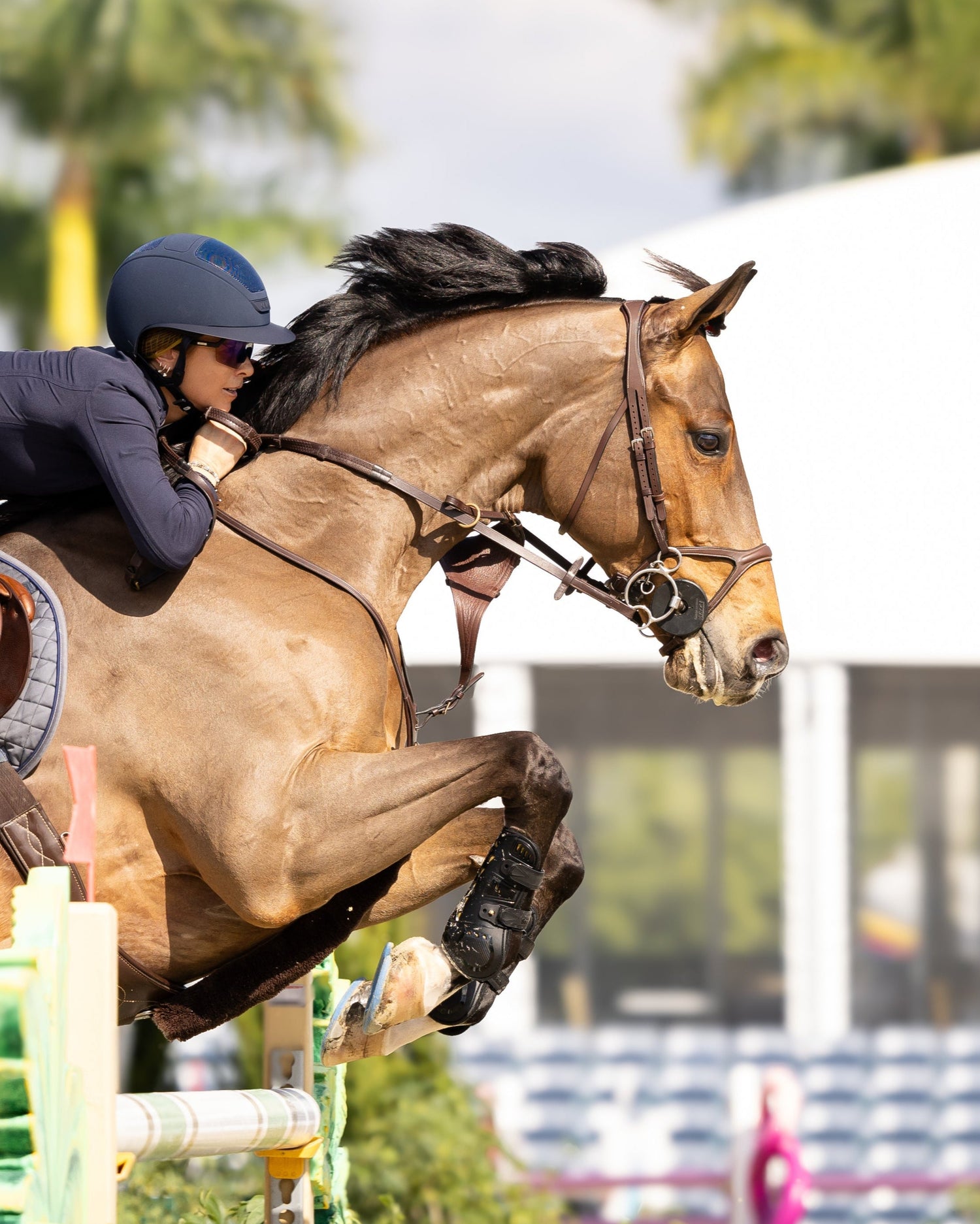Alise oken bhoof Bridle 4