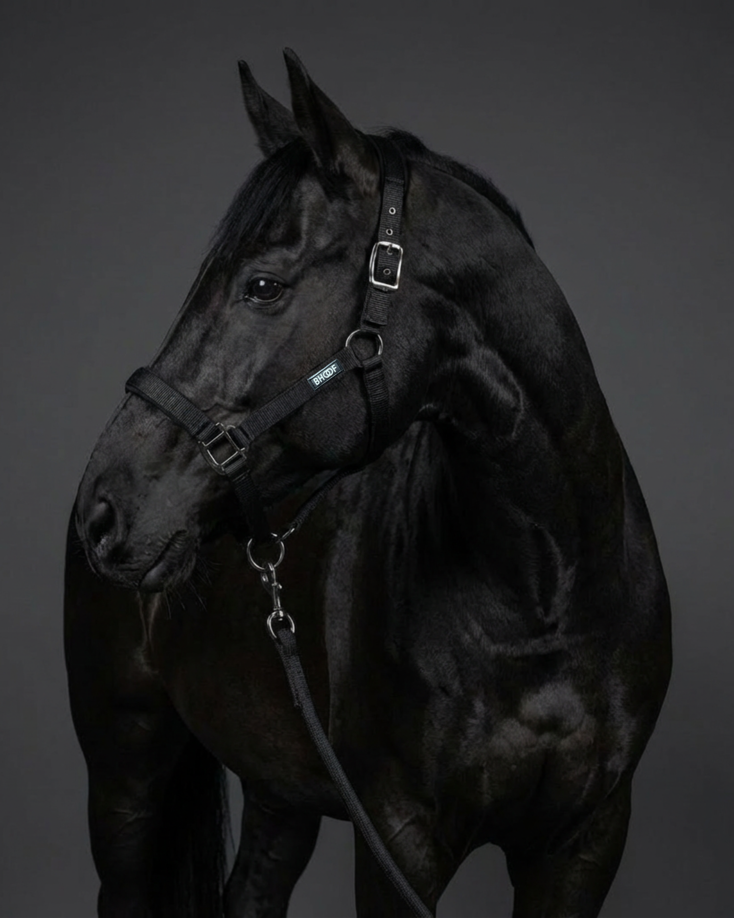 Black horse standing against a dark background