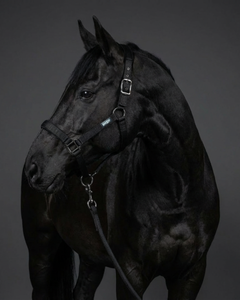 Black horse standing against a dark background