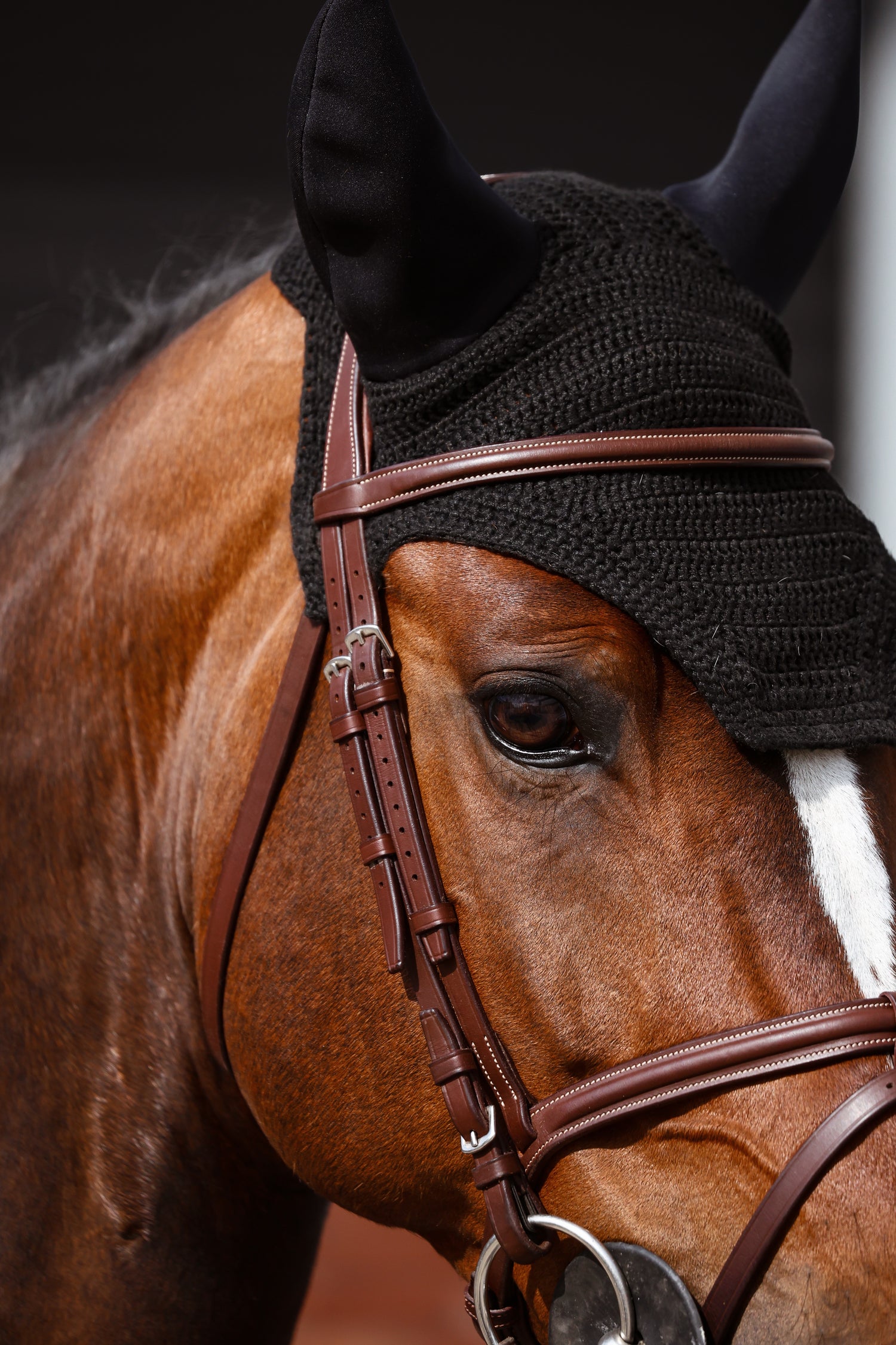 BHOOF BRIDLE 2 - FLASH