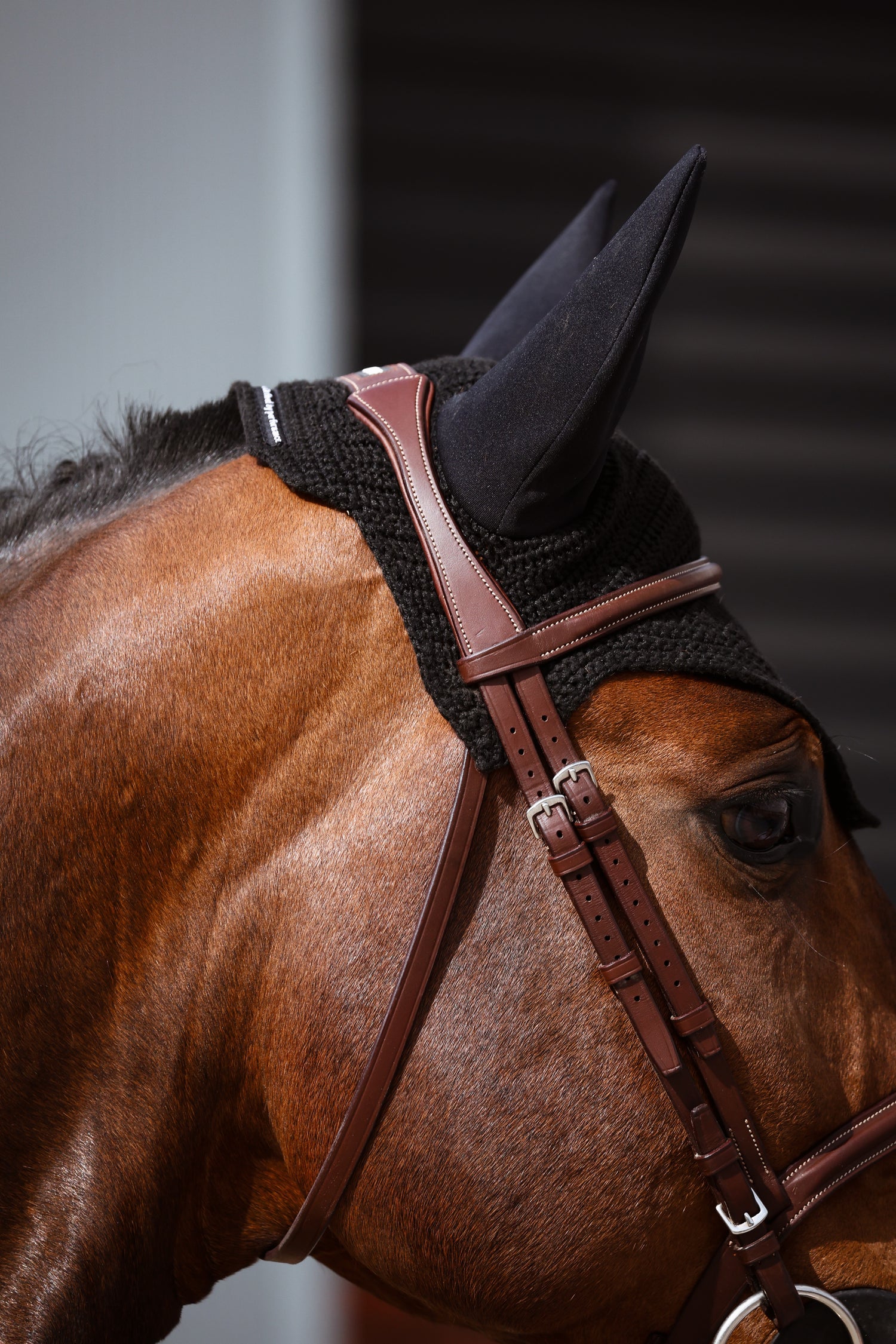 Horse wearing a brown Bhoof bridle 