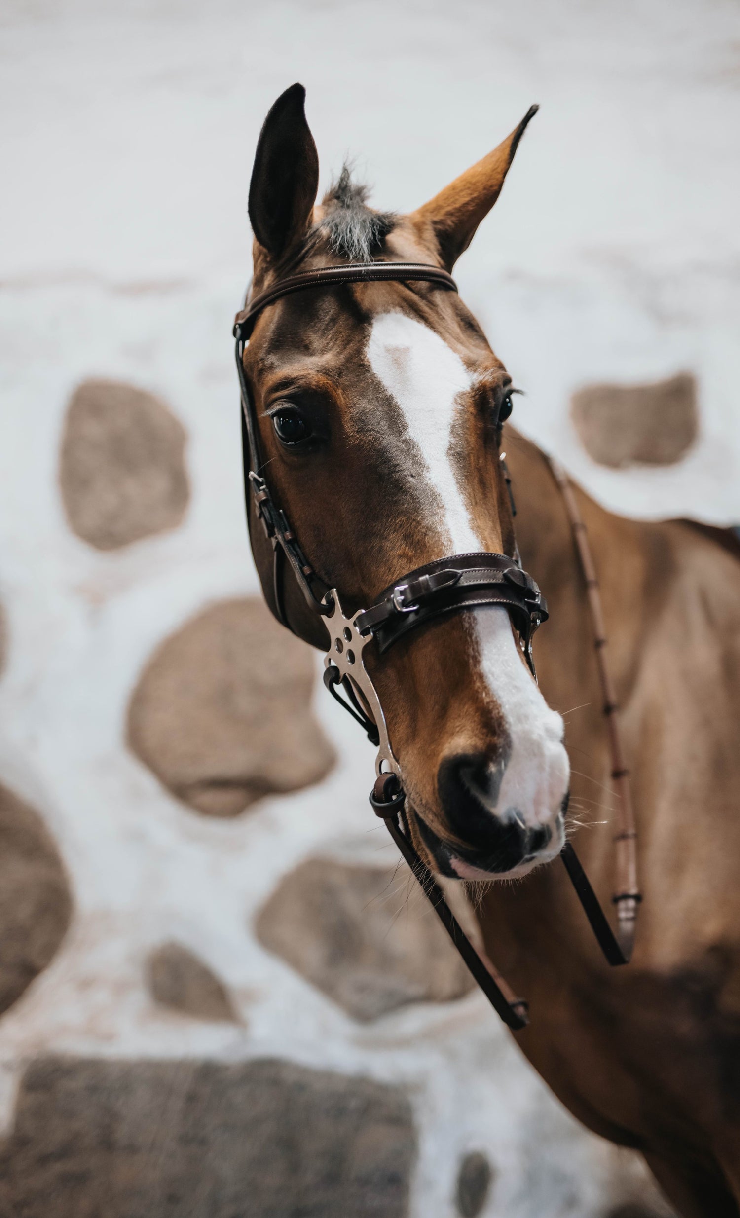 BHOOF HACKAMORE SIDEPIECE 1-BRIDLES- BHOOF Hackamore Sidostycke 1