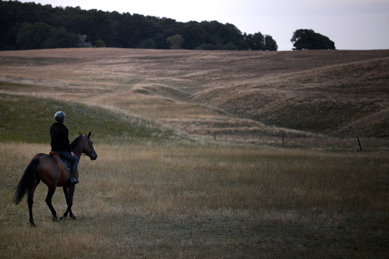 Bhoof Peder Horse