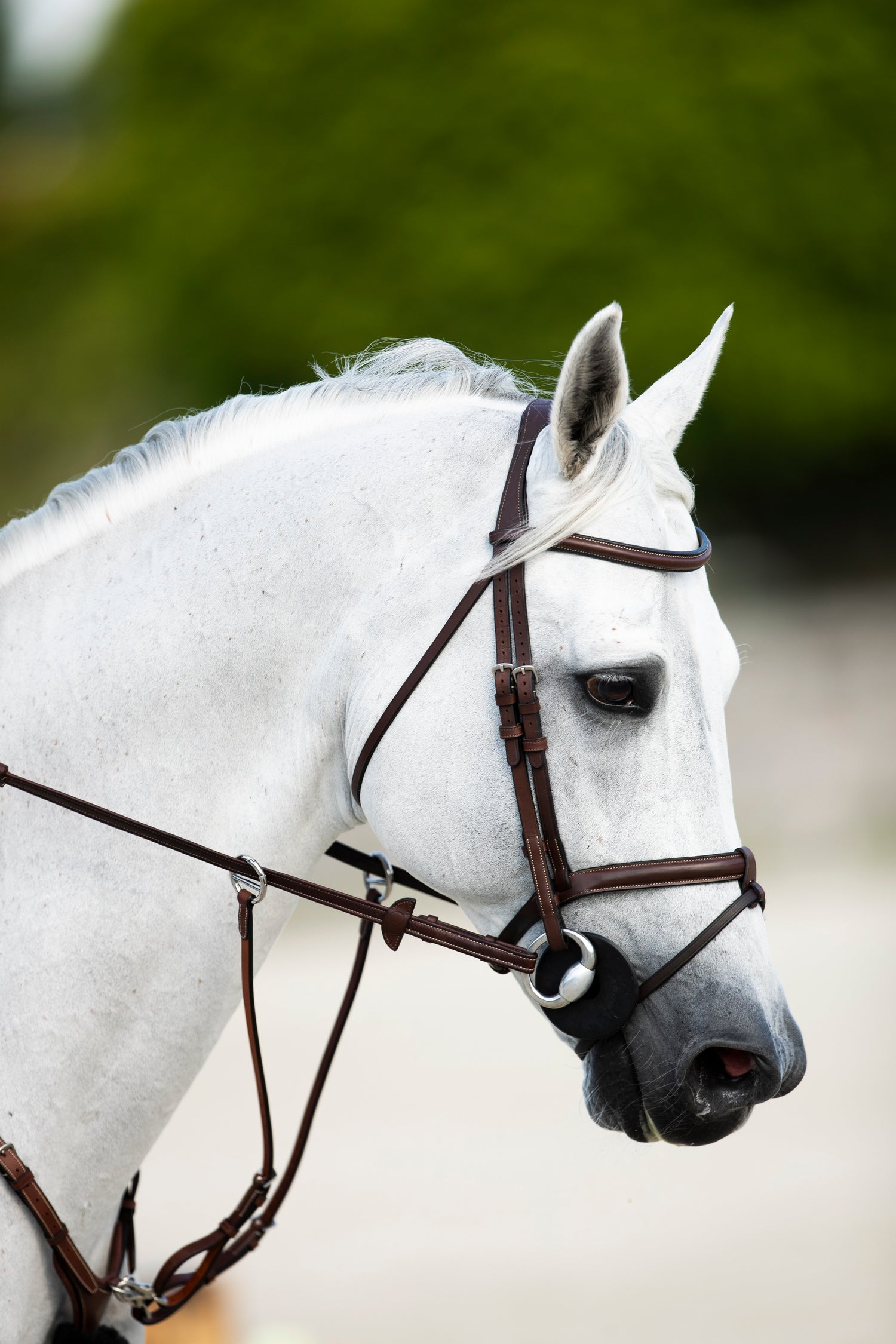 BHOOF BROWBAND 1 - CLASSIC